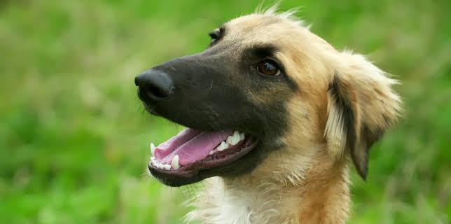 20:50: Hundehuset: Harry | NRK 2 | 2/9 2026