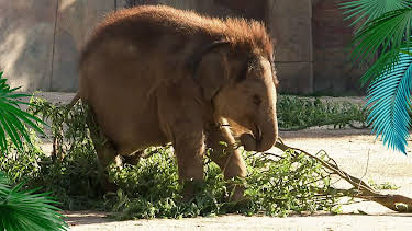 13:00: Elefant, Tiger & Co. | WDR Fernsehen | 4/2 2026