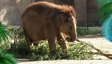 Elefant, Tiger & Co.