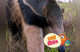 Growing Up: Giant Anteater Piggyback Camo