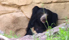 Elefant, Tiger & Co. (298)