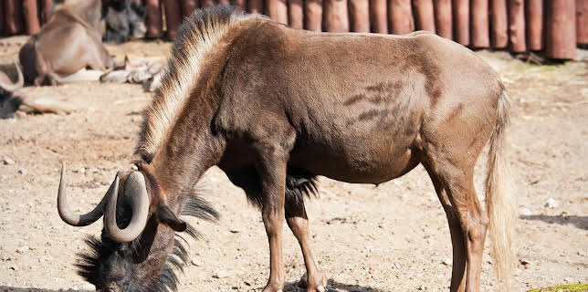 06:00: Giraffe, Erdmännchen & Co. (172) | HR Fernsehen | 2/12 2026