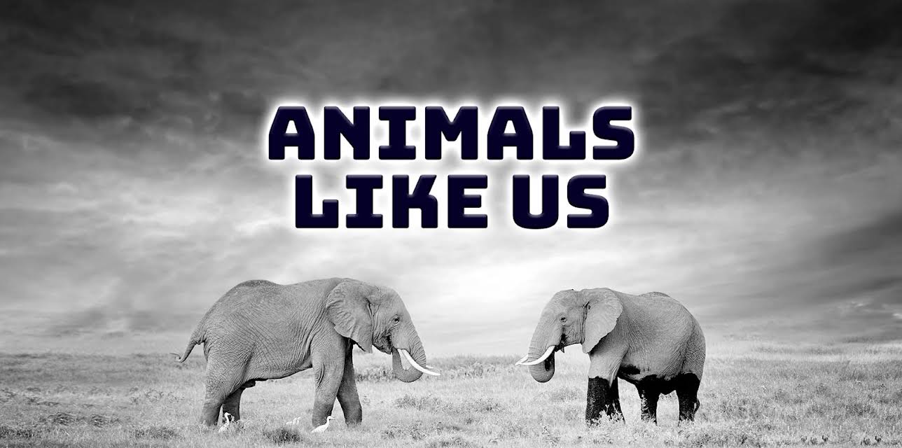 Animals Like Us