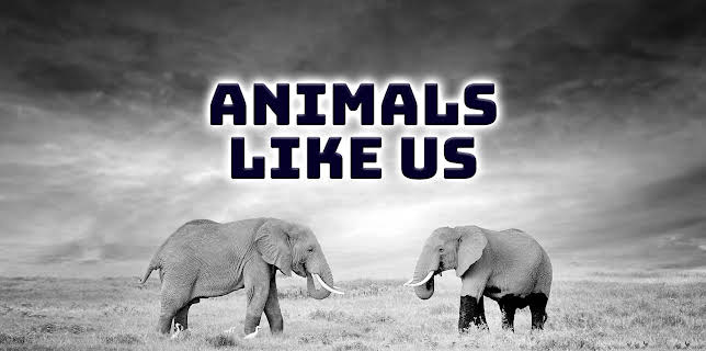 Animals Like Us