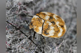 Why Insects Matter: Earth’s Most Essential Species: Insects Living All around You!