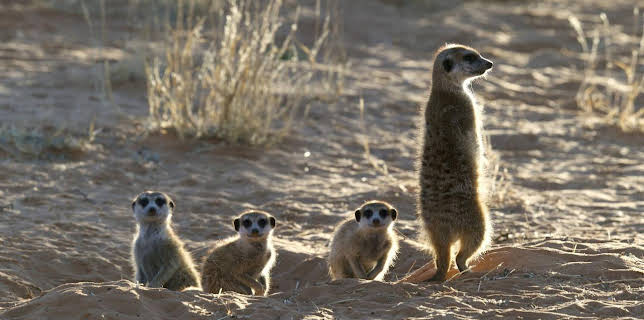 11:00: Erlebnis Erde: Erdmännchen - Ein starkes Team | WDR Fernsehen | 12/24 2025