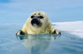 Asia, Season 1: The Frozen North