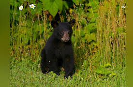 Wild Bear Rescue: Hungry Bears