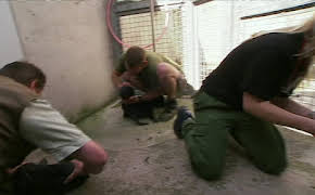 Giraffe, Erdmännchen & Co.