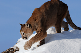 Natural World: Volume I: Mountain Lions: Life on the Edge