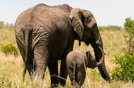 The Zoo: San Diego: Episode 8