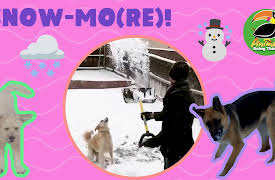 Animals Doing Things: Animals Doing Things | Snow-mo(re)!