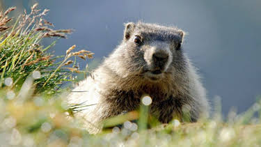 20:15: Wildes Bayern | SWR Fernsehen RP | 4/12 2026