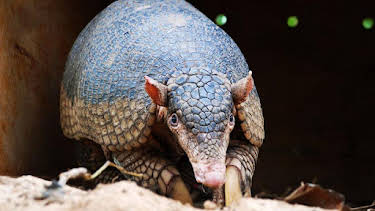 10:20 AM: Natural World | BBC Two | 1/3 2026