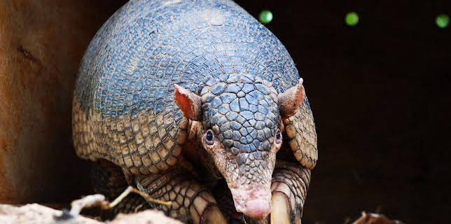 9:20 AM: Natural World | BBC Two | 1/3 2026