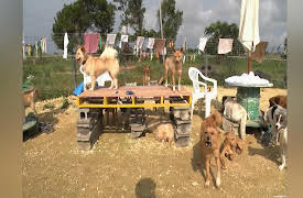 Shimura Zoo: Episode 437