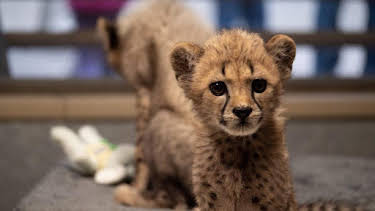 2:00 PM: The Zoo: San Diego (S1) | Discovery Channel | 9/14 2026