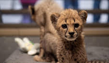 The Zoo: San Diego