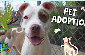Job Jams: Pet Adoption