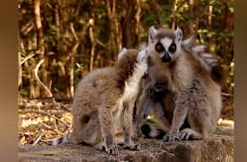 Lemur Street: A Friend In Need