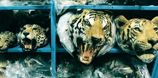 06:45: Eco-Crimes | HR Fernsehen | 11/12 2025