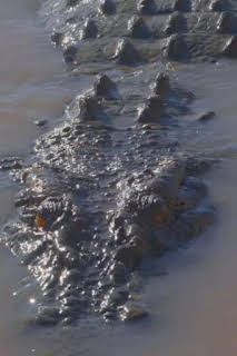 20:45: El reino del cocodrilo australiano | Nat Geo Wild | 1/10 2026