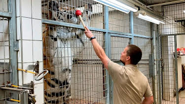 13:00: Seelöwe & Co. - tierisch beliebt (5) | WDR Fernsehen | 4/30 2026