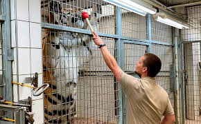 Seelöwe & Co. - tierisch beliebt (5)