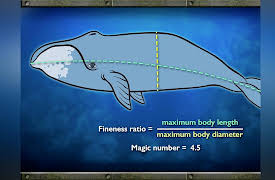 Life in the World's Oceans: Mammalian Swimming and Buoyancy