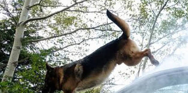 08:00: Hudson y Rex (T5): Ep.11 Fin de semana de trabajo | Calle 13 | 3/26 2026