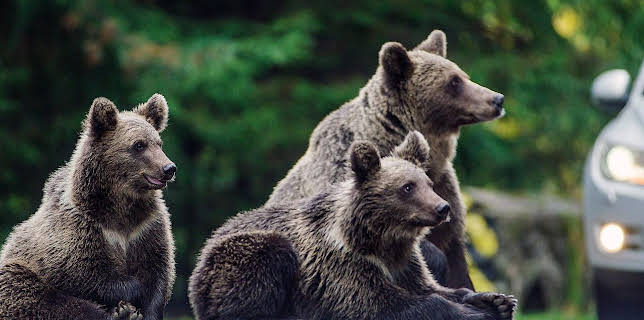 03:11: Bärenalarm in Transsilvanien | Arte | 11/17 2025