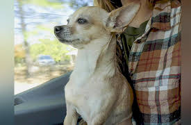 Ruff Life With Lee Asher: So Tempted to Adopt Two More