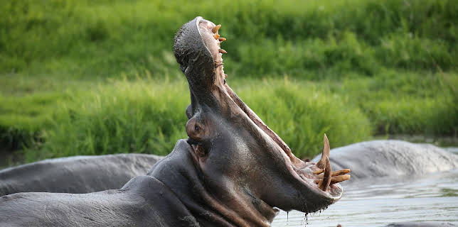 02:45: Kielings wildes Afrika | ZDF | 12/6 2025