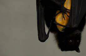 Animal DNA: Creatures of the Night