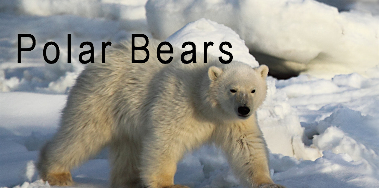 Polar Bears (2016)