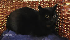 Die Tierärzte - Retter mit Herz (35)