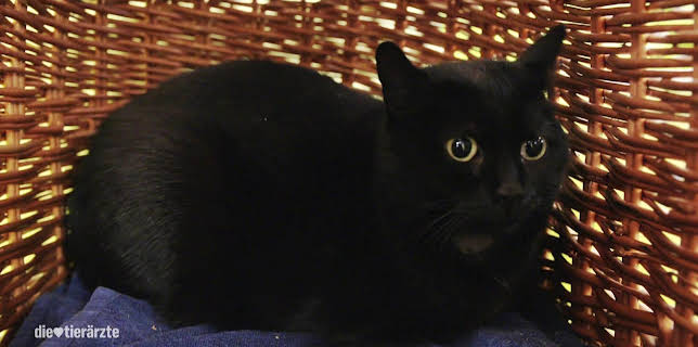 10:25: Die Tierärzte - Retter mit Herz (35) | WDR Fernsehen | 2/26 2026