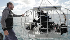 Sharks Of The Badlands