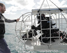 Sharks Of The Badlands