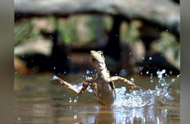 How Do Animals Do That? Season 1: Levitating Lizards and Immortal Jellyfish