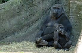 The Bronx Zoo: Episode 1