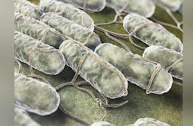 An Introduction to Infectious Diseases: Viruses: Hijackers of Your Body's Cells