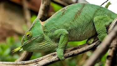 12:40 PM: Go Wild (S1) | Cbeebies | 4/2 2026