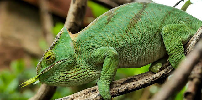 1:00 PM: Go Wild (S1) | Cbeebies | 12/20 2025