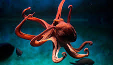 Grandes Documentales La Carrera De La Vida