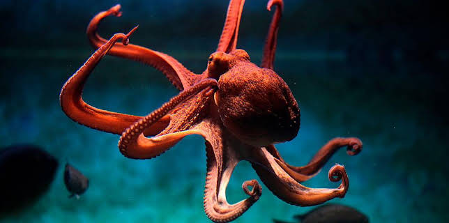 Grandes Documentales La Carrera De La Vida