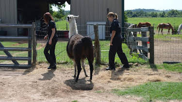 2:00 PM: Animal Cops Houston (S19 E8) (S19) | Discovery Channel | 10/29 2026