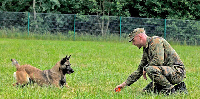 00:35: Hundesoldaten | SWR Fernsehen RP | 12/5 2025