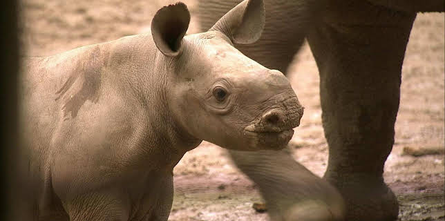 02:40: Elefant, Tiger & Co. (540) | MDR Fernsehen | 2/27 2026