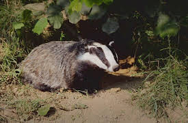 Saving Britain's Wildlife, Season 1: Only the Strongest Survive